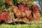 horse