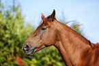 horse