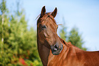 horse