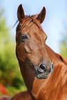 horse