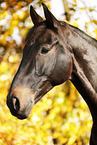 horse portrait
