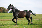trotting horse