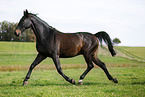 trotting horse