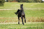 trotting horse