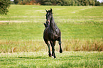 trotting horse