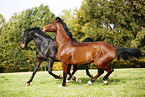 horses