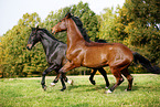 horses