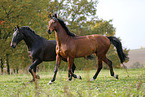 horses