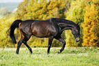 trotting horse