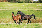 horses
