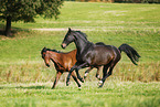 horses