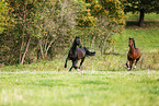 horses
