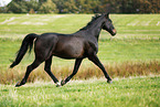 trotting horse