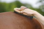 cleaning horse