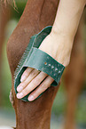 cleaning horse