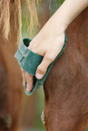 cleaning horse
