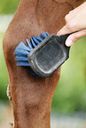 cleaning horse