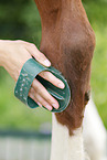 cleaning horse
