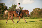 man rides German Sport Horse