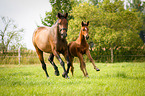 mare with foal