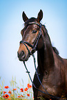 German Sport Horse Portrait