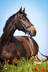 German Sport Horse Portrait