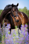 German Sport Horse Portrait