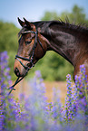 German Sport Horse Portrait