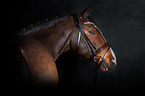 German Sport Horse Portrait