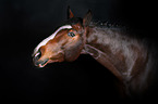 German Sport Horse Portrait
