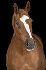 German Sport Horse Portrait