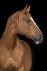 German Sport Horse Portrait