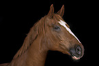 German Sport Horse Portrait