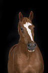 German Sport Horse Portrait