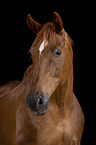 German Sport Horse Portrait