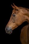 German Sport Horse Portrait
