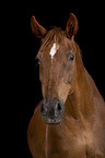 German Sport Horse Portrait