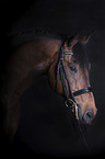 German Sport Horse portrait
