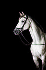 German Sport Horse Portrait