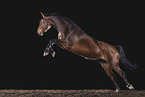 German Sport Horse in studio