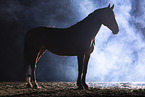 German Sport Horse in studio