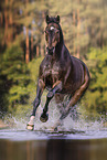 German Sport Horse