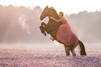woman and German Sport Horse