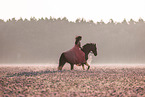 woman and German Sport Horse