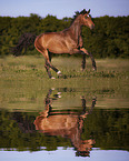 German Sport Horse