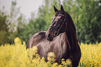 German Sport Horse