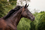 German Sport Horse