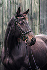 German Sport Horse
