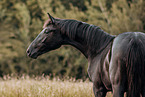 German Sport Horse