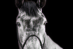 German Sport Horse gelding